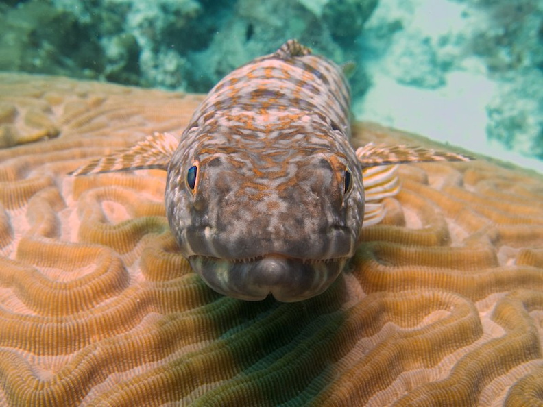 Sand Diver IMG_5884.jpg